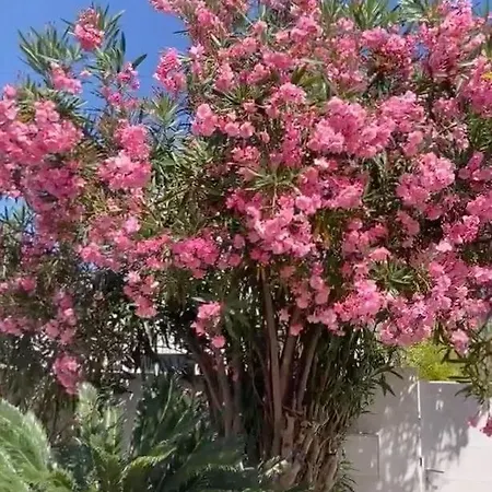 Villa La Canetoise Canet-en-Roussillon