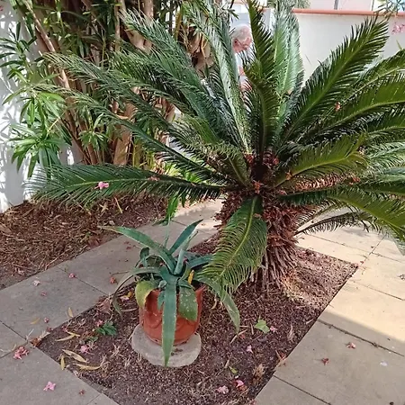 La Canetoise * Canet-en-Roussillon