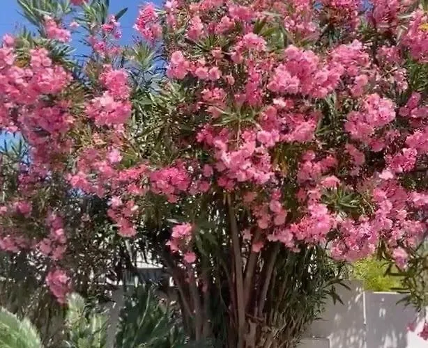 Villa La Canetoise Canet-en-Roussillon