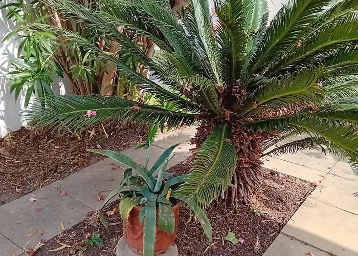 La Canetoise * Canet-en-Roussillon